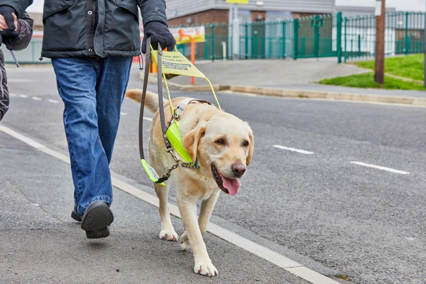A gentleman walking a guide dog down a street