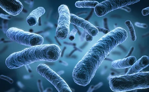 Legionella bacteria