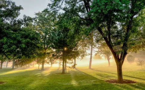Light shining through trees in a field