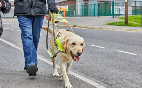 A gentleman walking a guide dog down a street