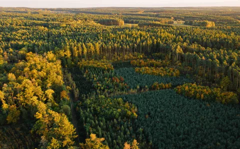 an aerial shot of lots of trees