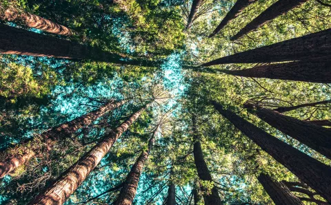 Circle of trees from below